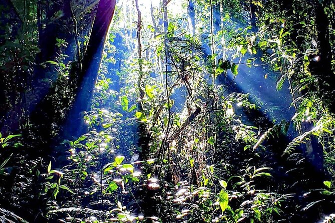 Monteverde Cloud Forest Tour - Meeting and Pickup
