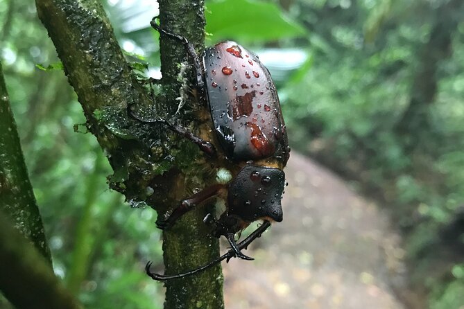 Monteverde Cloud Forest Tour - Diverse Flora and Fauna