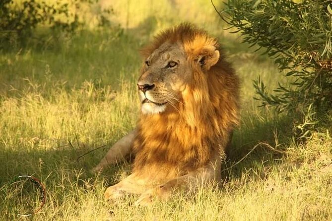 Moremi Full Day Trip In The World Renowned Moremi Game Reserve - Packed Lunch and Refreshments