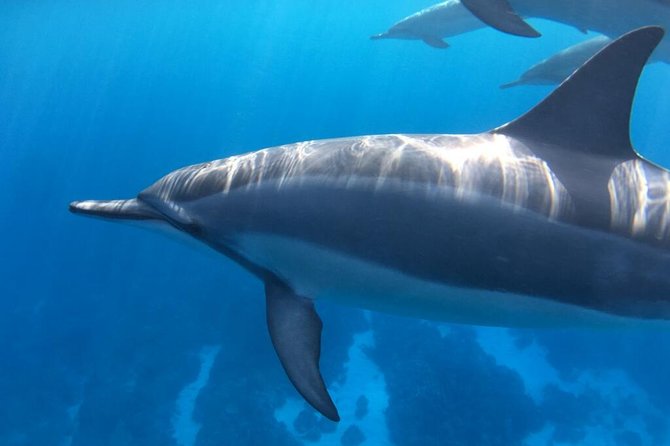 Morning Reef Snorkel - Exploring the Vibrant Kona Coast Reefs
