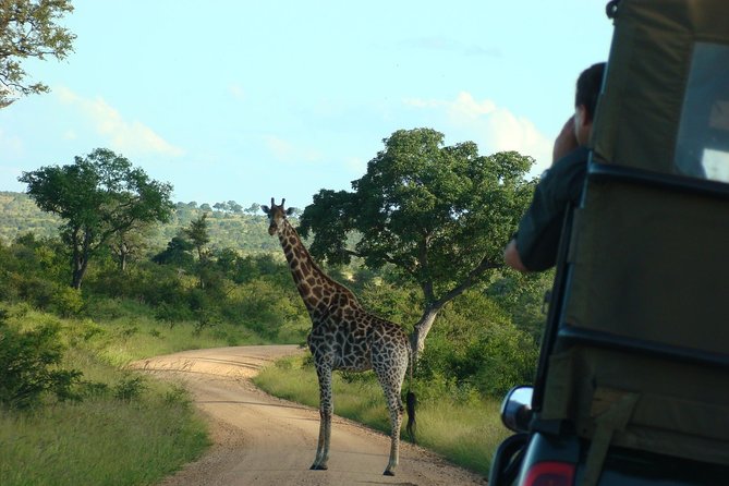 Morning Safari in Kruger National Park From Hazyview (Am Knp) - Inclusions and Exclusions
