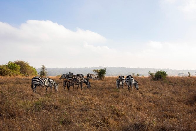 Morning Safari Nairobi Park/elephant Orphanage/giraffe Centre - Pricing and Inclusions