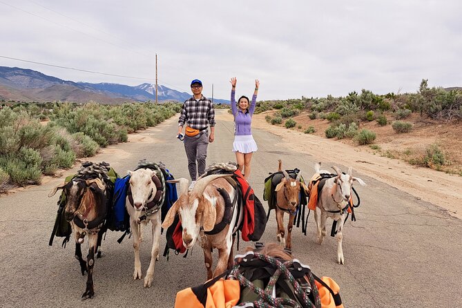 Morning Walks With High Sierra Pack Goats - Activities and Interaction With Goats