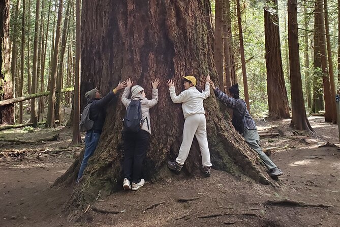 Mystical Rainforest Tour - Forest Magick - Meeting and Pickup