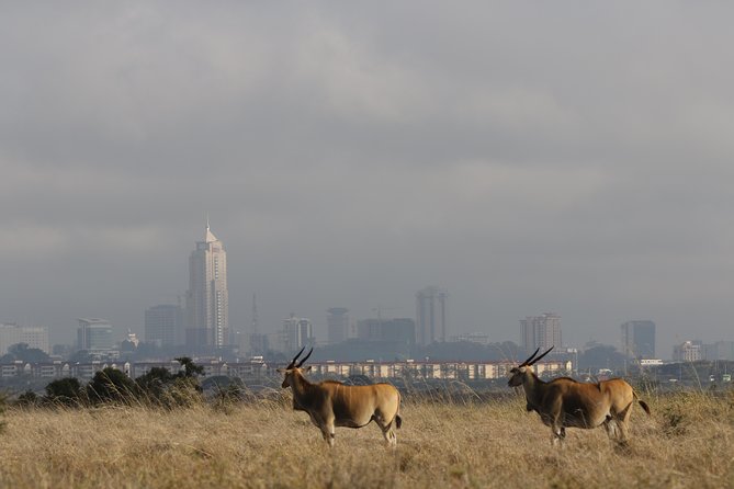 Nairobi National Park Guided Tour - Pickup and Accessibility Options