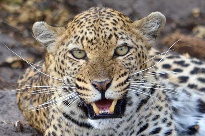 Nairobi National Park Half Day Tour - Wildlife Encounter