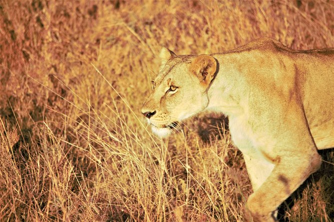 Nairobi National Park Half Day Tour - Tour Logistics