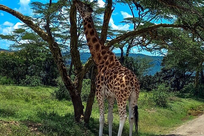 Nairobi National Park Safari With a Visit to Giraffe Center. - Giraffe Center Experience