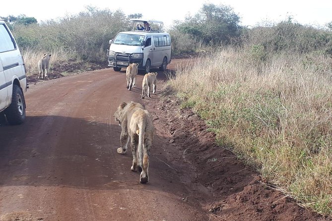 Nairobi National Park, Sheldrick Elephant, Giraffe Centre Tour - Pickup and Start Time