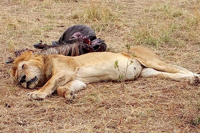 Nairobi Safari Walk Half Day Tour - Inclusions and Pricing