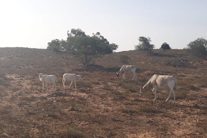 National Park Visit Souss Massa (Endangered Animals) - Tour Experience