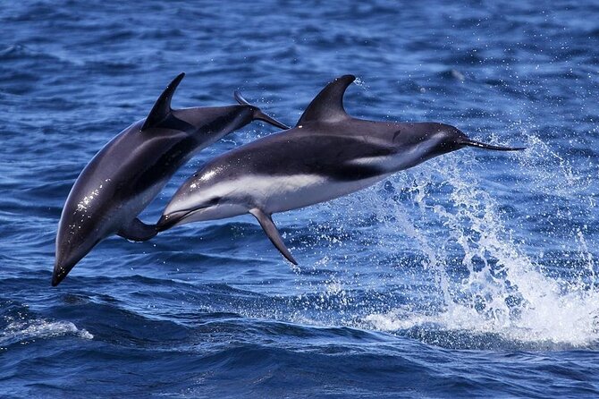 Nautical Tour and Dolphin Search in Puerto Madryn - Boat and Safety Features