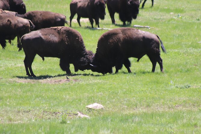 NEW! All Inclusive: Black Hills and Beyond - Highlights of the Black Hills