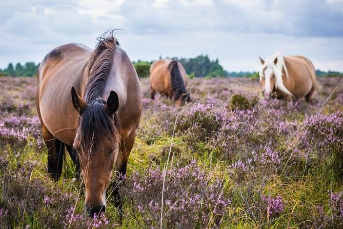 New Forest Day Out Private Tour From Southampton - Highlights of the Tour