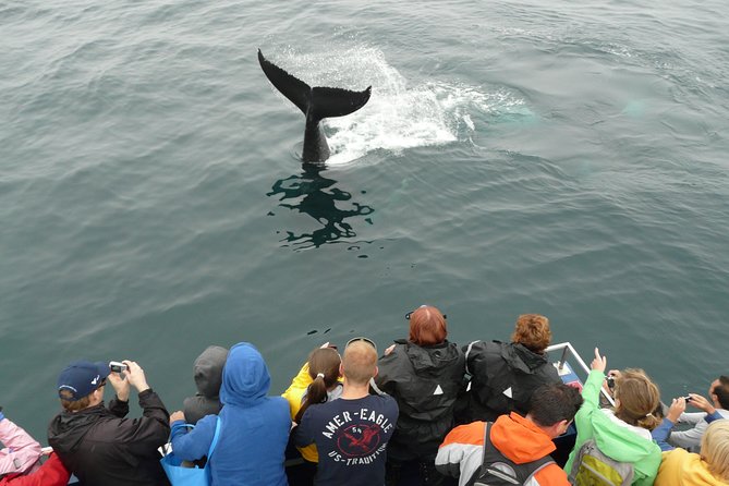 Newfoundland Puffin and Whale Watch Cruise - Itinerary and Highlights