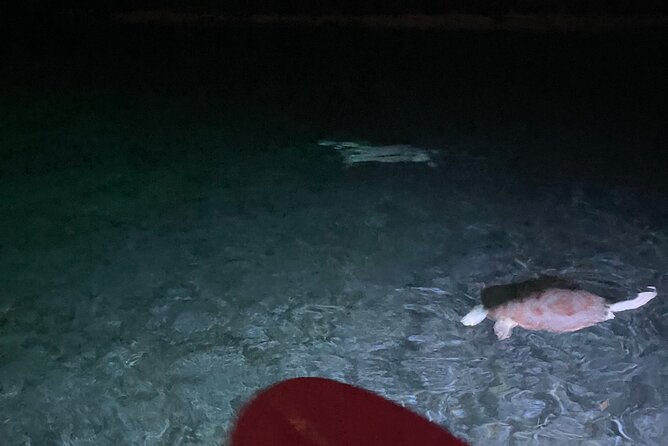 Night Kayaking With Liquid Glow - Inclusions