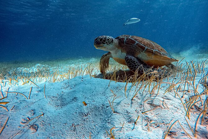 Night Scuba Dive Ambergris Caye - Group Size and Experience Levels