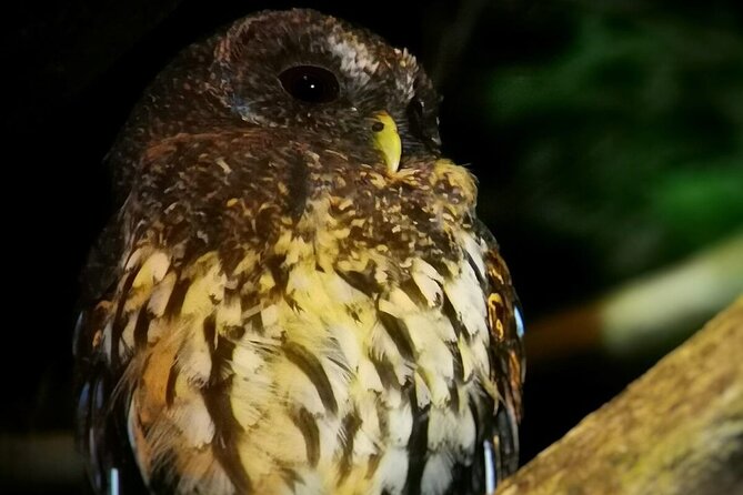 Night Walk in the Monteverde Cloud Forest. - Guided Tour Highlights and Experiences