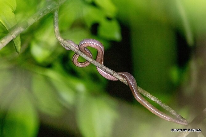 Nocturnal Secrets: A Mangrove Adventure - Wildlife Encounters