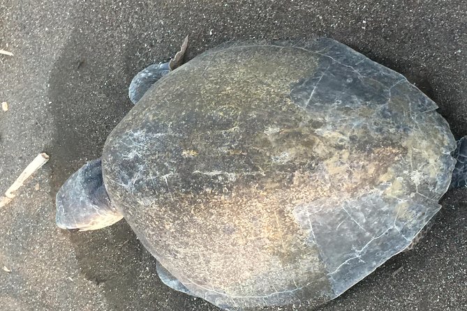 Nocturnal Turtles Watching Ostional Guanacaste Province - Turtle Nesting Behavior
