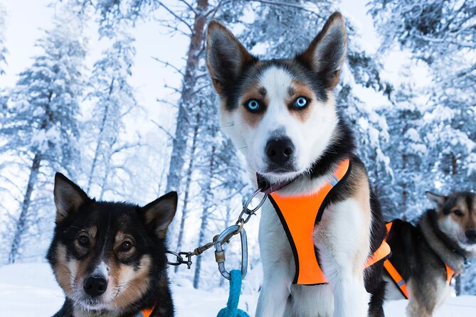 Nulkki Husky Adventure - Inclusions and Exclusions