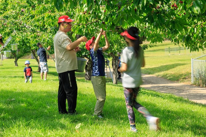Okanagan 2 Days Sightseeing and Wine Tasting Tour - Cherry Picking at Kempf Orchards