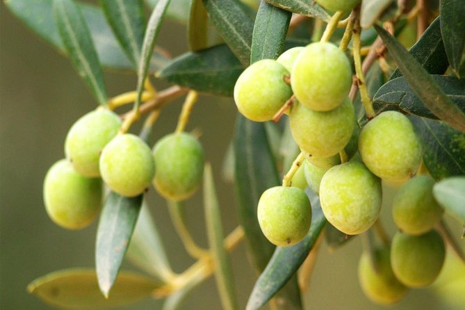 Oleotourism and Olive Oil Tasting in Seville - Private Tour - Transportation and Accessibility