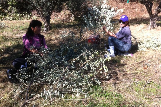 Olive Harvest in Provence - Meeting Point and Logistics