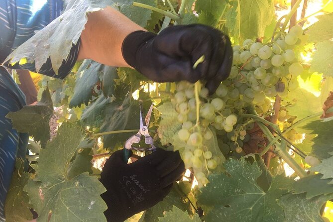 Olive Mill and Winery Experience at Castiglione in Teverina - Discovering Local Wine Varietals