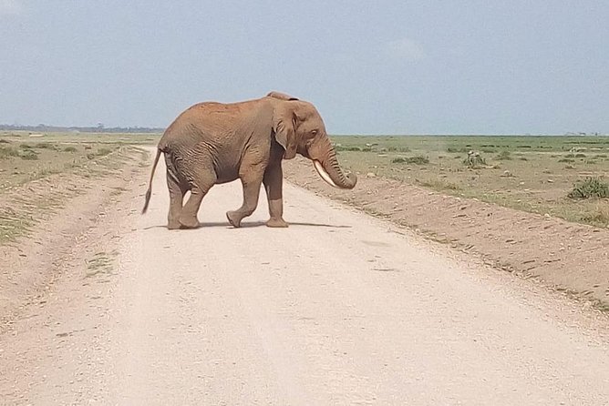 Olpejeta Conservancy Day Tour - Conservation Efforts