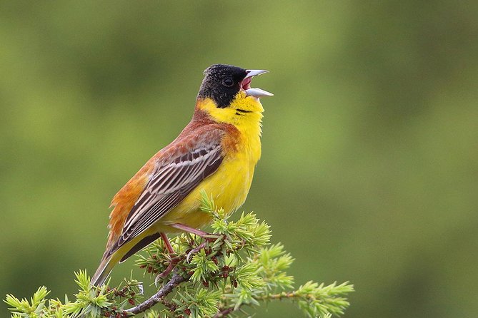 One-day Birding Around Sofia - Health and Safety Precautions
