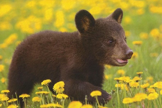 One Day Trip Bear Sanctuary Dracula Castel and Rasnov Fortress From Brasov - Pickup and Departure Details
