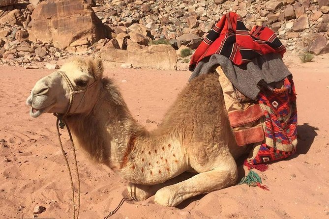 One Day Wadi Rum From Aqaba - Jeep Safari Adventure