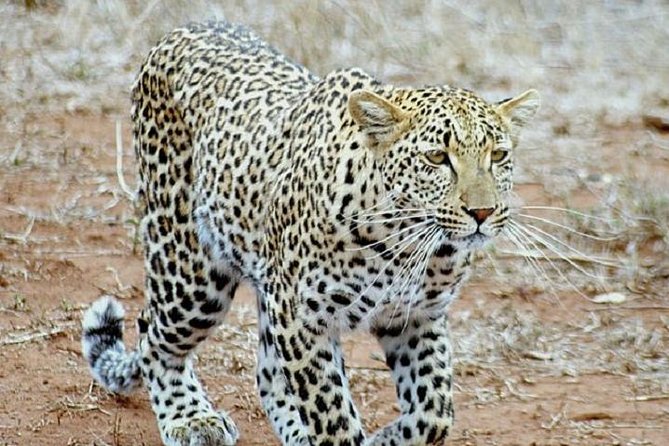 One Night Leopard Tour of Kruger National Park From Nelspruit - Inclusions and Amenities