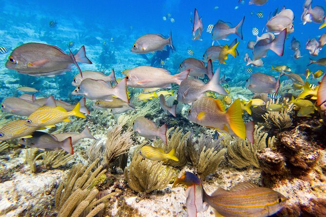 Open Water Certification Course-PADI - Certification Details