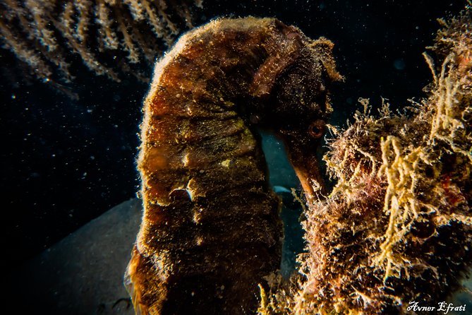 Open Water Diver Course [5 Days/18m] and Advanced Open Water Diver [2 Days/30m] - Meeting and Pickup Information
