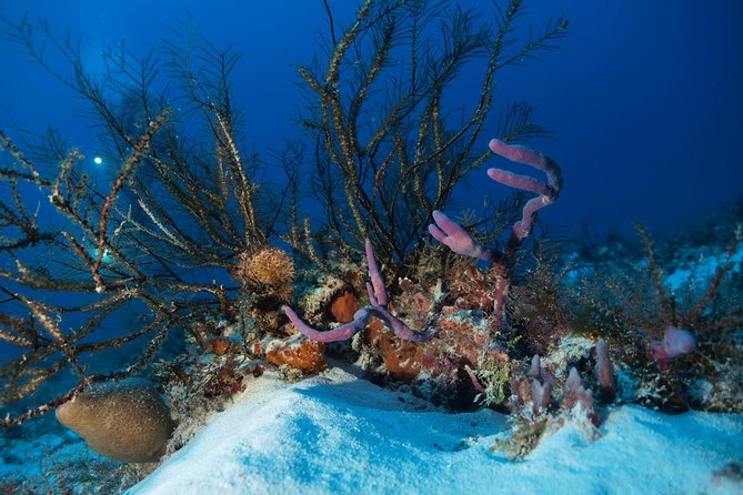 Open Water Diver Course PADI Including Underwater Video - Inclusions and Logistics