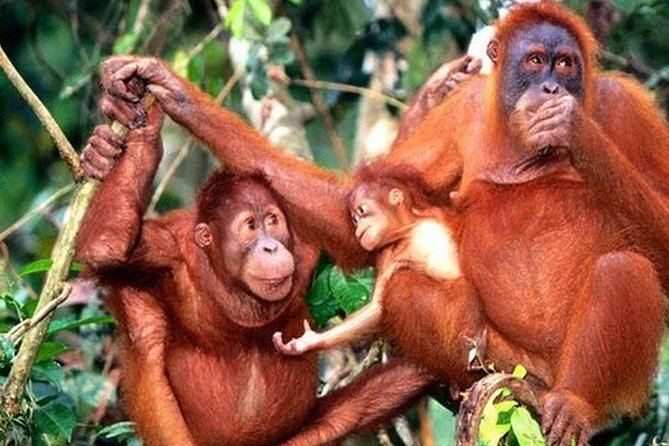 Orang Utan Island Day Tour - Itinerary Highlights