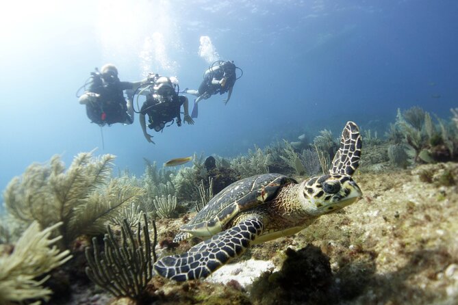 PADI Discover Scuba Diving for Divers Without Certification - Pricing and Cancellation