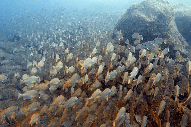 PADI Scuba Dive Course in Costa Adeje - Cancellation Policy