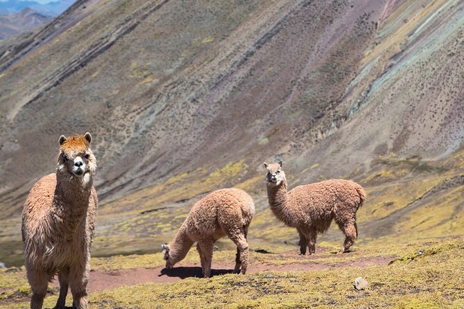 Palccoyo Rainbow Mountain Trek Day Tour From Cusco - Highlights of the Rainbow Mountain