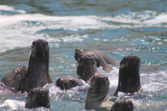 Palomino Islands Sea Lion Swimming Tour From Lima - Encountering the Sea Lions