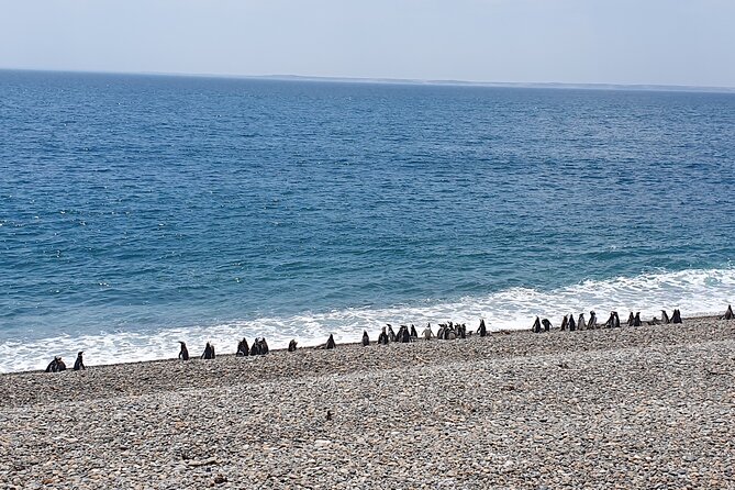 Penguin Colony & Ranch Day Tour in El Pedral - Pickup and Meeting