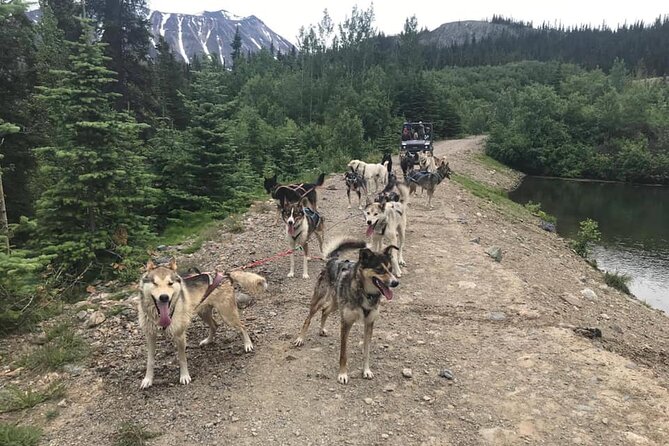 Pet the Pups 7-hour Scenic Journey to the Yukon and Dogsledding Camp - Endurance and Training