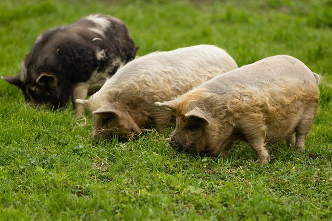Pigs Are Petting in the Waldviertel - Location and Meeting Point
