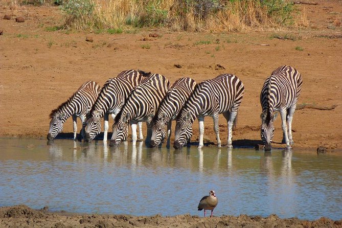 Pilanesberg Game Reserve 6 Hour Sunrise Safari From Johannesburg or Pretoria - Pickup and Start Time
