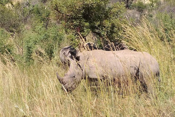 Pilanesberg Safari Fullday - Inclusions and Exclusions