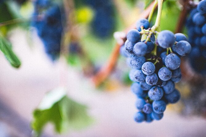 Pompeii, Vesuvius & Wine Tasting - Comprehensive Review Analytics