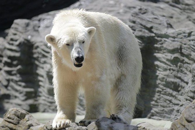 Prague Zoo Admission Ticket Including Round Trip Transfer - Transfer Services Explained