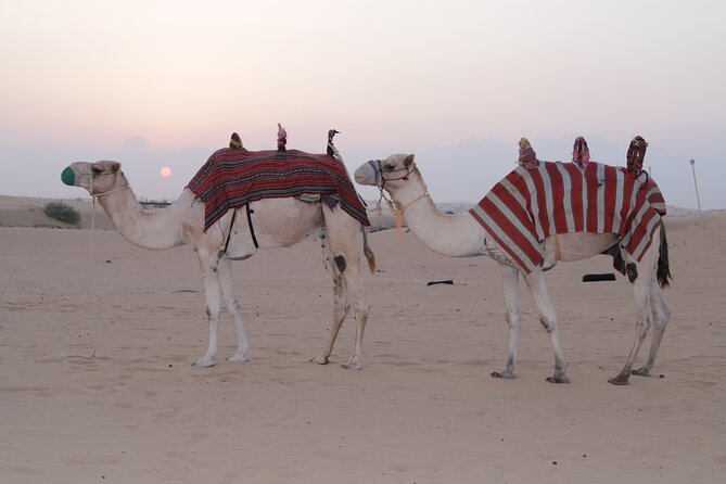 Premium PVT Desert Safari Experience - Pickup Information